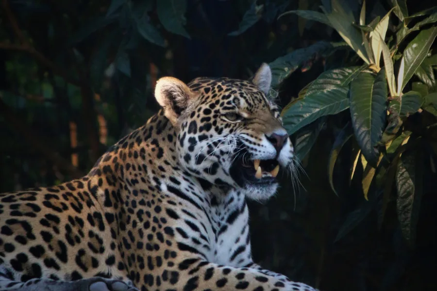 Pantanal jaguar  