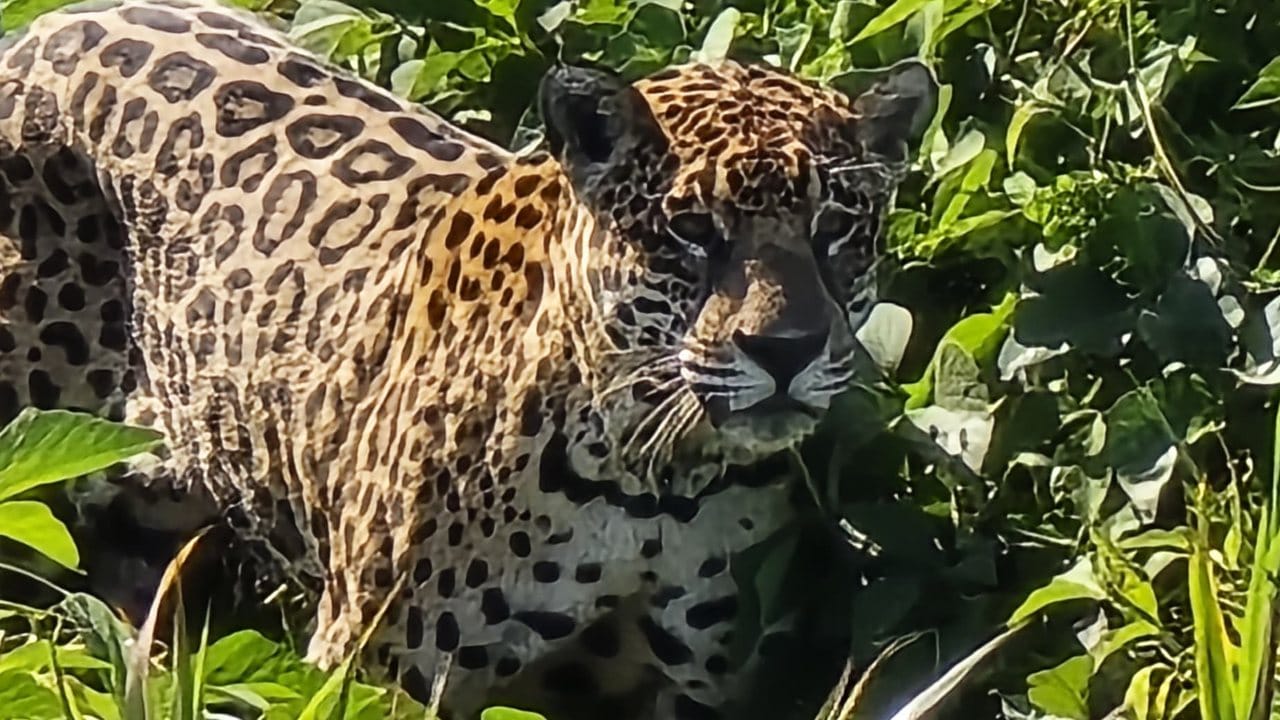 Onça-pintada no Pantanal — fretamento aéreo para safári e Onçafari
