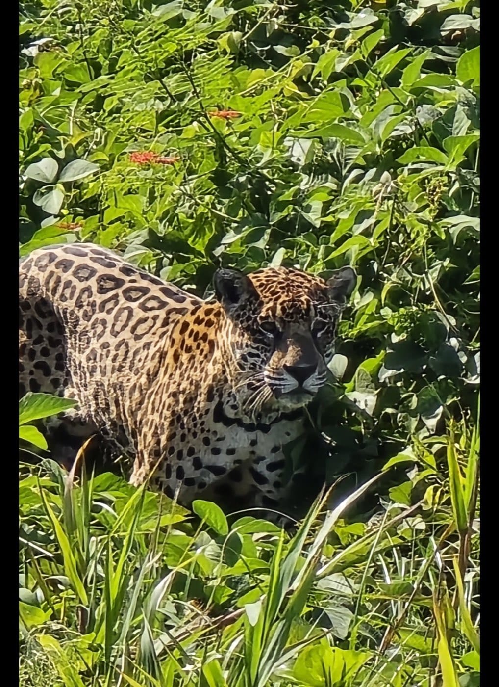 Onça-pintada adulta em meio à vegetação verde do Pantanal, fotografada durante safári de barco em Porto Jofre, Mato Grosso