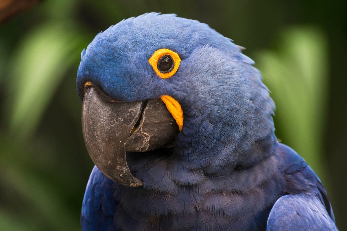 Arara-azul-grande em close, com plumagem azul-cobalto e anel amarelo ao redor do olho