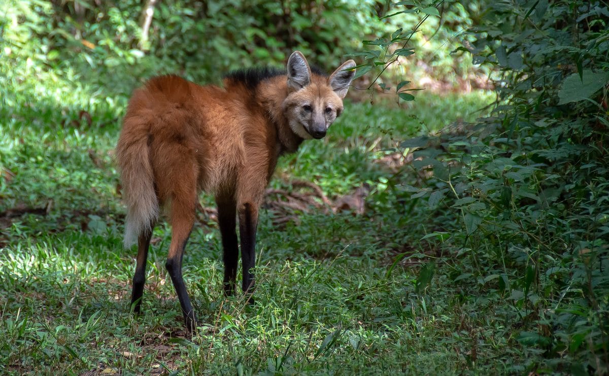 Lobo-guará no Cerrado da Pousada Trijunção, em Jaborandi, oeste da Bahia