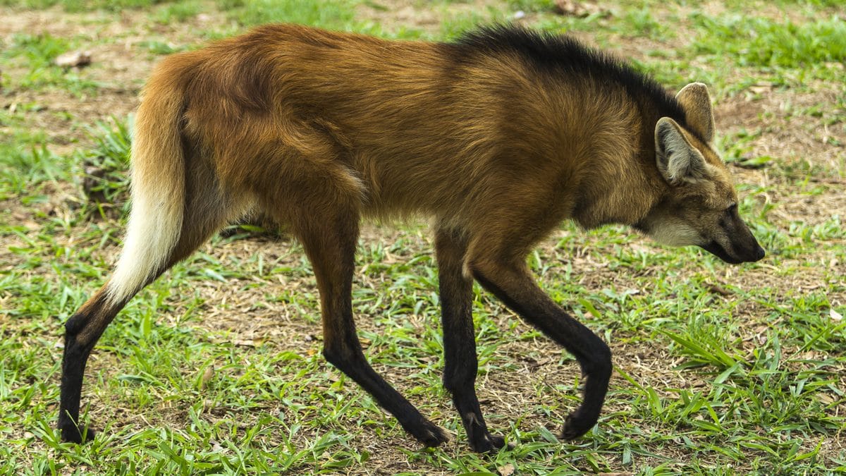 Lobo-guará caminhando em campo do Cerrado, com pernas longas e pelagem avermelhada