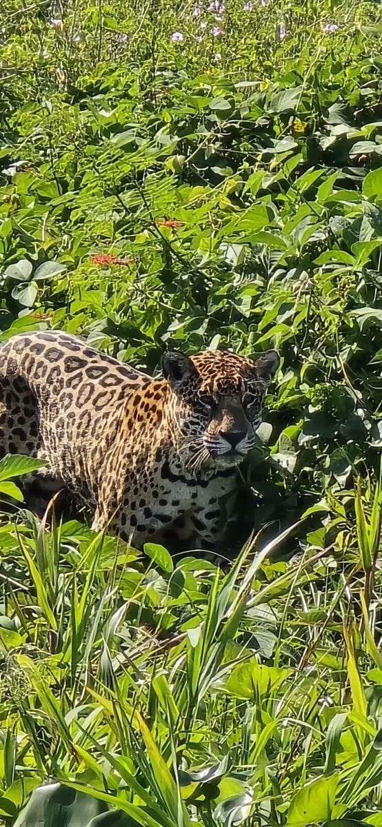 Onça-pintada em meio à vegetação do Pantanal, fotografada durante operação da VoeMTX