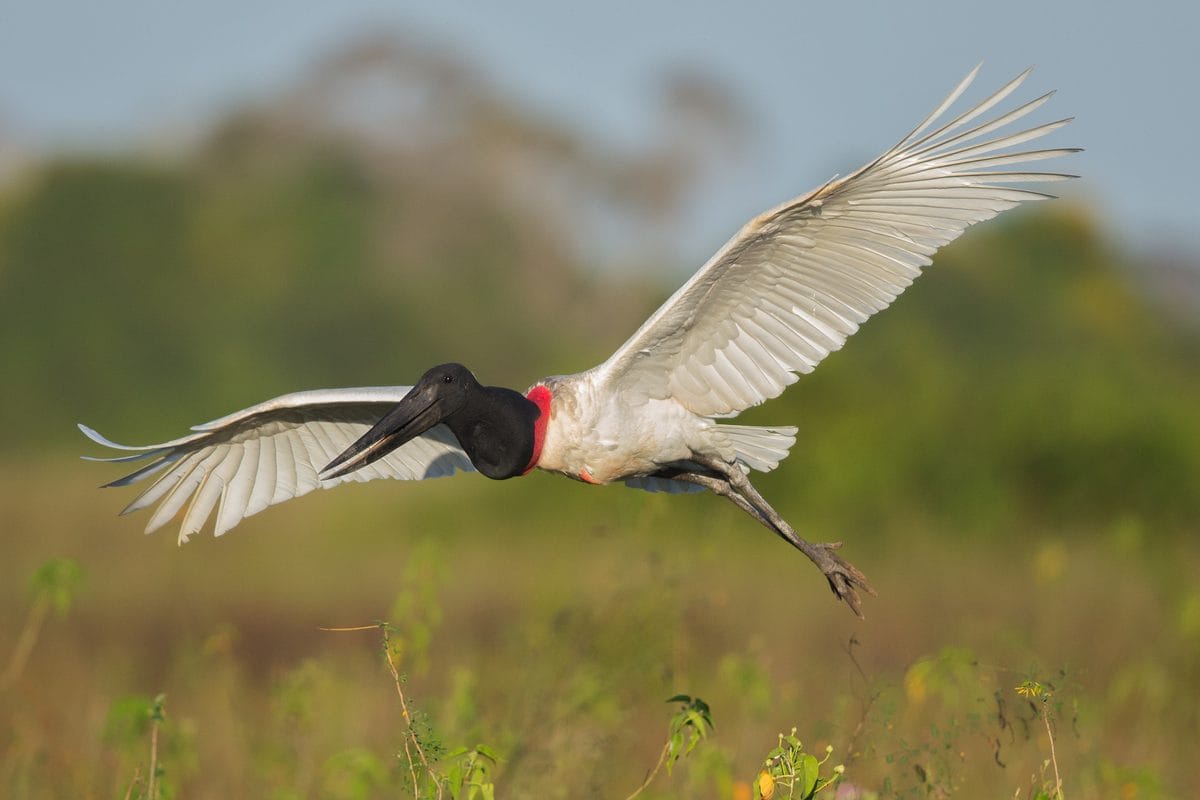 Tuiuiú em voo sobre campo do Pantanal, com bico preto, papo vermelho e plumagem branca